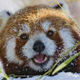 Pixelized_Panda