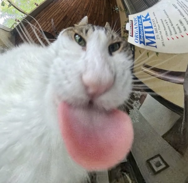 owleesoup_