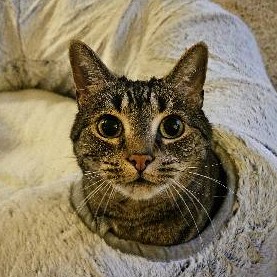 Derek