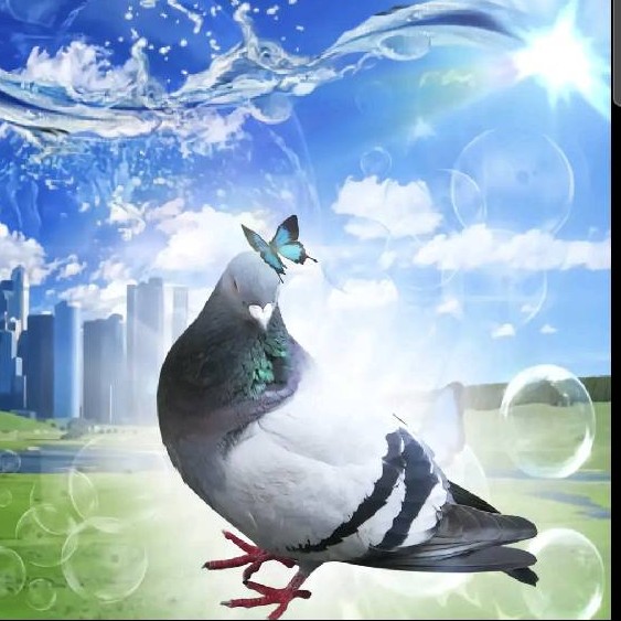 Pigeon
